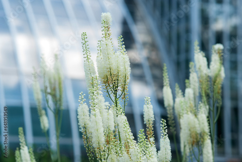 white baneberry inflorescences in a flower garden against the background of the greenhouse wall photo