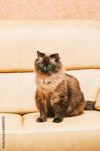 Fotografía A cat of the Neva Masquerade breed on a beige sofa at home