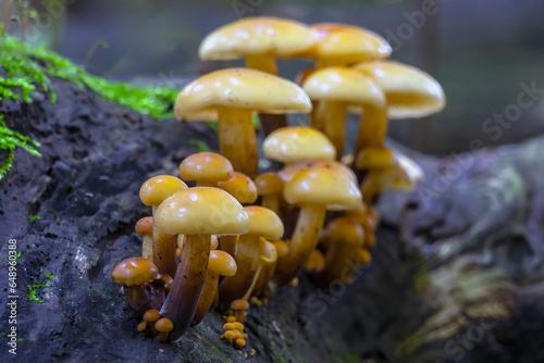 A beautiful group of the Common velvet foot (Flammulina velutipes) In the Clingendael park in The Hague