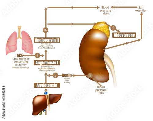 The Renin-Angiotensin-Aldosterone System. Regulating Blood Pressure. Angiotensin-converting enzyme. Salt retention.