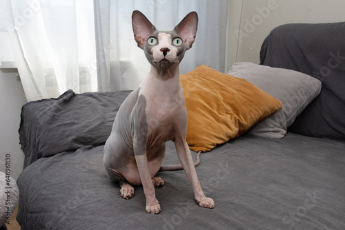 Portrait funny hairless sphynx cat sitting over a sofa furniture. Home interior