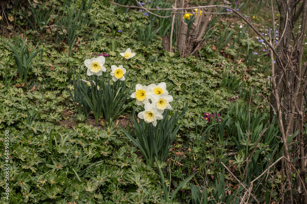 daffodil hybrids with white flowers in a garden