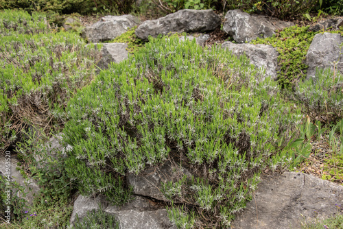 Obraz na płótnie a lavender shrub in a rock garden w salonie