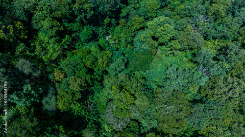 Aerial view of nature green forest and tree. Forest ecosystem and health concept and background, texture of green forest from above.Nature conservation concept.Natural scenery tropical green forest. © Darunrat