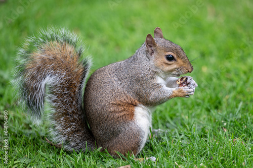Eichhörnchen © Woodapple