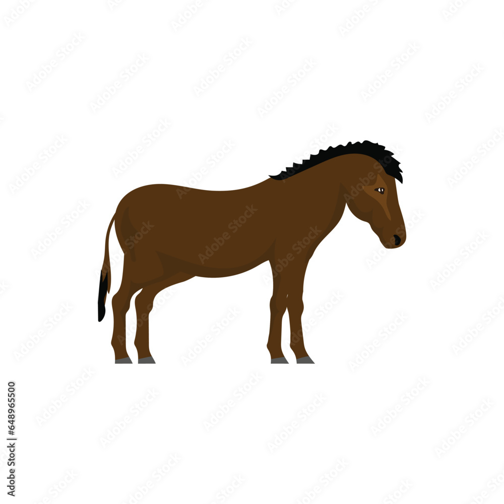 Obraz premium horse on white