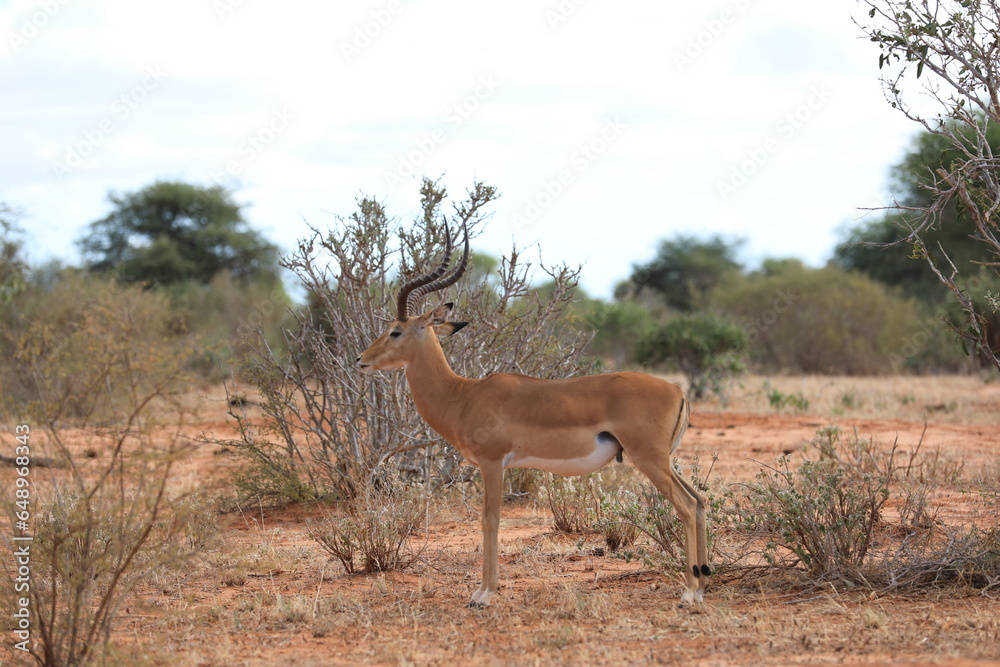 Fototapeta premium Voi and Tsavo national park