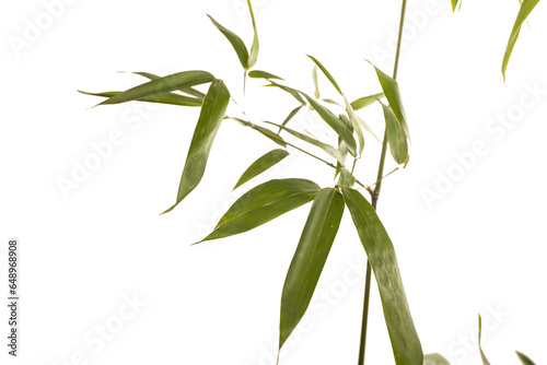 bamboo branch on white background