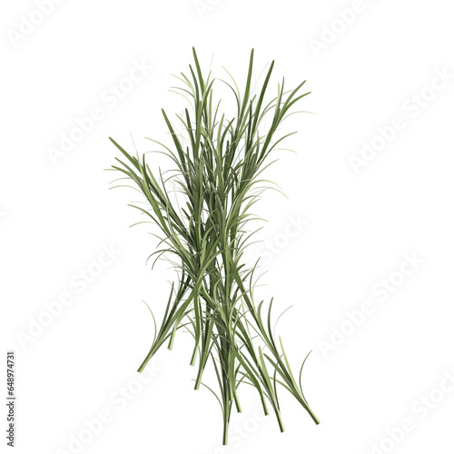 3d illustration of rosemary leaf isolated transparent background