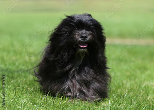 Long haired black Lhasa Apso dog walking on grass