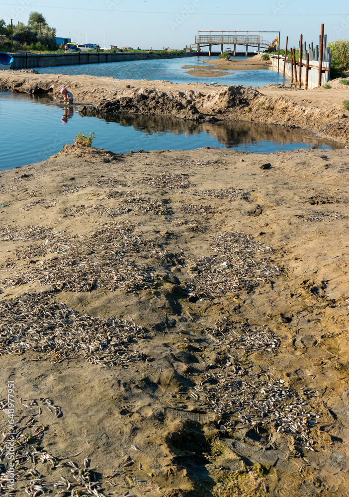 Environmental problem, mass death of fish Atherina sp. in the canal Environmental problem, mass death of fish Atherina sp. in the canal