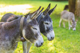 Esel - Donkey - Hausesel - Allgäu - Paar