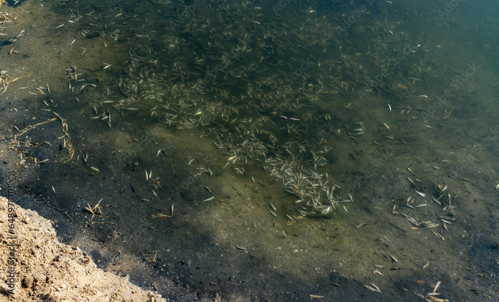 Environmental problem, mass death of fish Atherina sp. in the canal