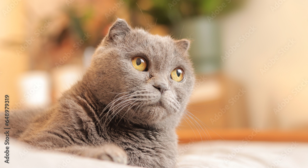 Close-up of a British breed cat's face. The cat is watching something. A gray purebred cat carefully looks somewhere. Pet Close-up of a British breed cat's face. The cat is watching something. A gray purebred cat carefully looks somewhere. Pet