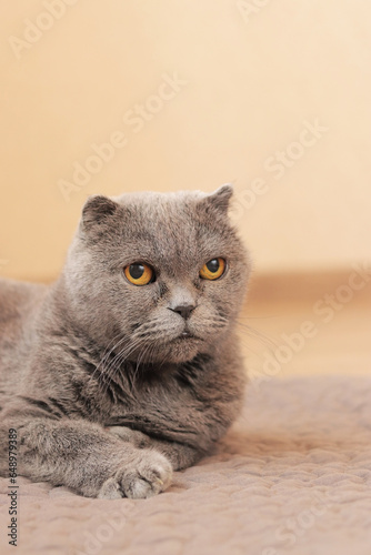 A beautiful gray cat is resting on a rug on the floor. British cat close-up. A well-groomed pet lies on its bedding. Old British cat in a cozy atmosphere