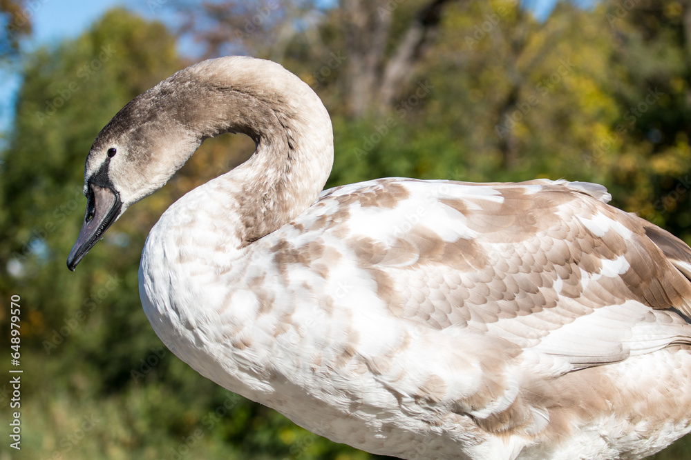 Swan in the grass Swan in the grass