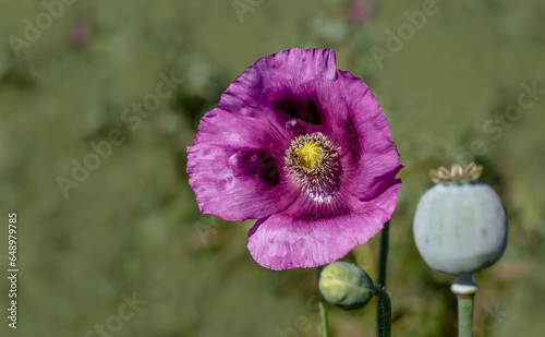 Opium poppy heads, close-up. Papaver somniferum, commonly known as the opium poppy or breadseed poppy, is a species of flowering plant in the family Papaveraceae. photo