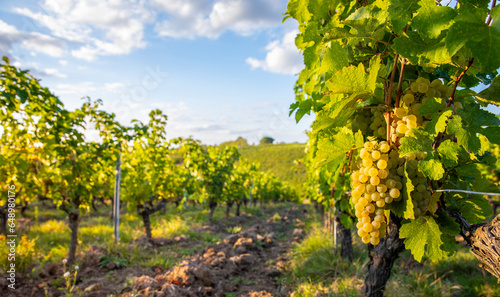 Grappe de raisin blanc dans les vignes en France.
