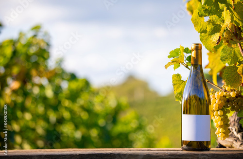 Bouteille et étiquette de vin blanc dans les vignes en Anjou, France.