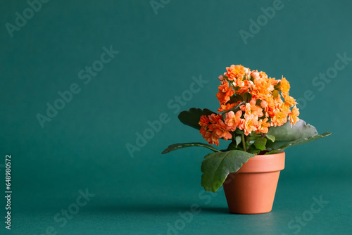 kalanchoe in  orange flower pot on green background