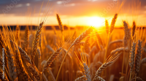 Ripening wheat ears in a field with the setting sun in the background © Vlad