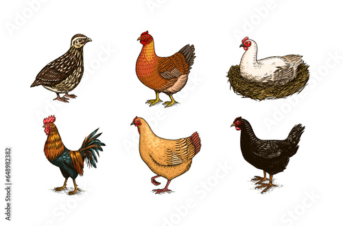 Domestic Chicken bird. Turkey, guinea fowl, goose, duck, quail. Hand drawn. Engraved Farm animal. Old monochrome sketch. Retro template.