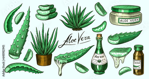 Aloe vera set. Sketch of Plant and bunch and leaves. Ingredient for herbal medicine or cosmetics. Hand drawn Vintage ink sketch. Products for label, advertesment, typography or banner, poster 