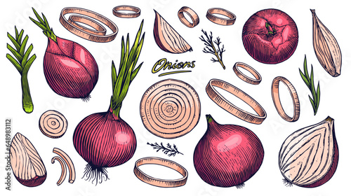 Red Onion bulb, Half cutout slice and rings. Hand drawn with ink in vintage style. Linear graphic outline design. Detailed vegetarian food. Vector illustration for label, poster, print