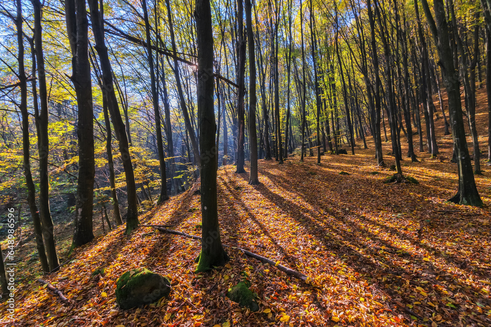 Fototapeta premium park in carpathian deciduous forest. beautiful nature scenery in autumn. foliage in fall colors