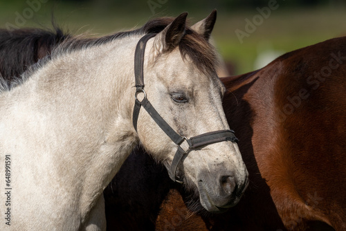 White and brown horse in friendly resting pose on sunny day © Andreas Bergerstedt