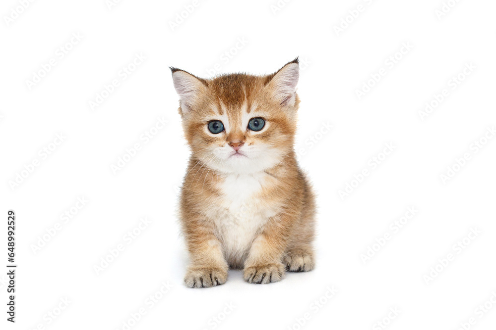 Scottish ginger kitten with blue eyes