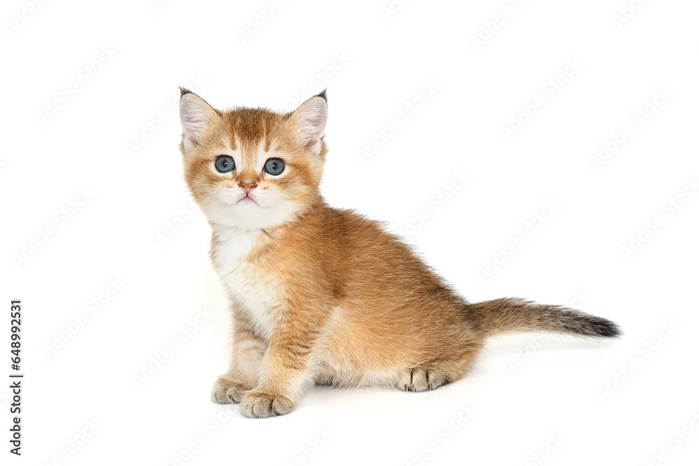 Obraz premium Scottish ginger kitten with blue eyes