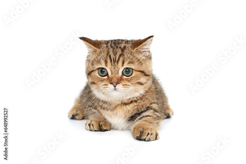 Scottish striped kitten with green eyes