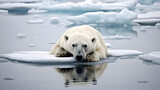 Climate Change Impact: Polar Bear Stranded on Melting Ice