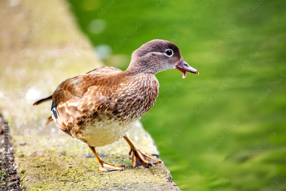 Female Mandarin Duck (Aix galericulata) in Phoenix Park, Dublin, Ireland Female Mandarin Duck (Aix galericulata) in Phoenix Park, Dublin, Ireland
