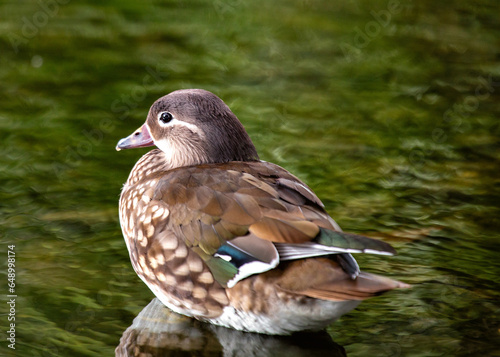 Photography Female Mandarin Duck (Aix galericulata) in Phoenix Park, Dublin, Ireland