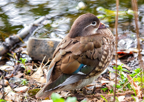 Canvas Print Female Mandarin Duck (Aix galericulata) in Phoenix Park, Dublin, Ireland