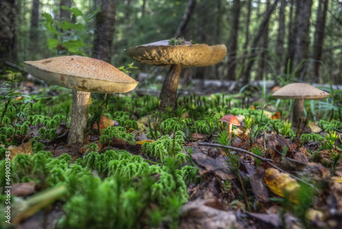 Selective focus on the mushroom stem. Large boletus mushrooms grow in the forest.