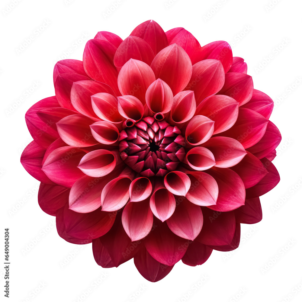 Fototapeta premium Beautiful single Dahlia flower isolated on white background.