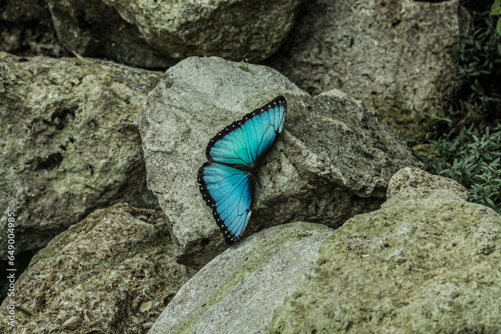 Ταπετσαρία A blue butterfly caught and photographed on a stone that was heated by it