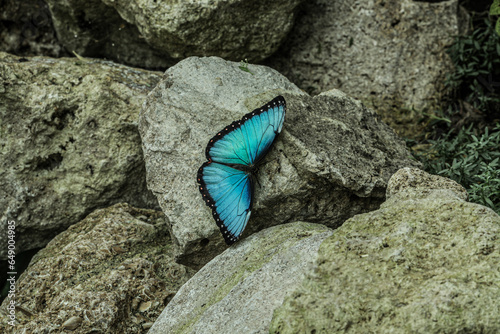 Photography A blue butterfly caught and photographed on a stone that was heated by it