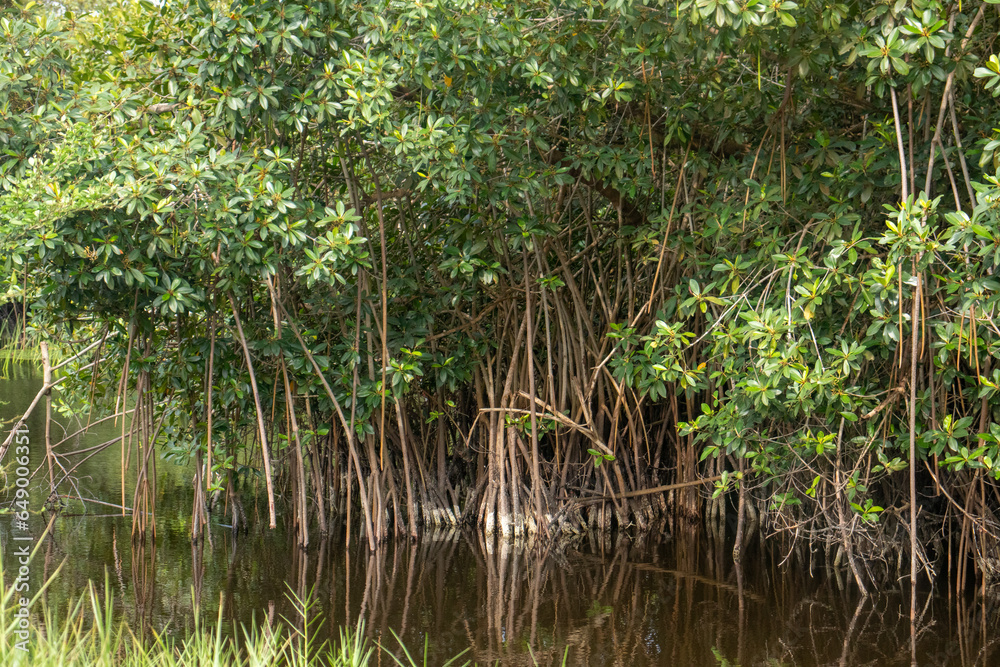 The serenity of a mangrove forest, with its tranquil waterways and towering trees.