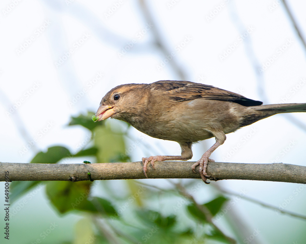 Fototapeta premium sparrow on a branch