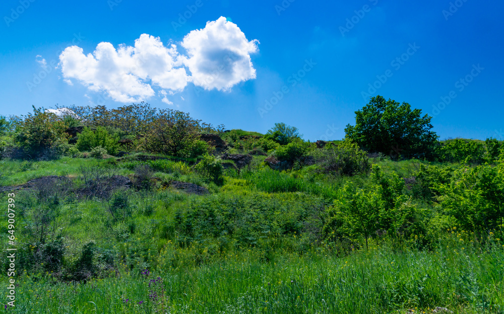 Steppe in the south of Ukraine in spring, different types of grass against a background of blue sky with clouds