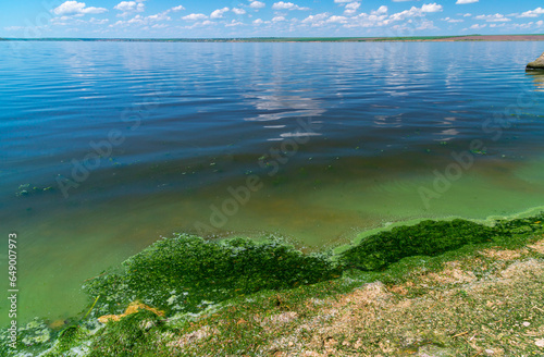 Eutrophication of the Khadzhibey estuary, blooms in the water of the blue-green algae Microcystis aeruginosa photo