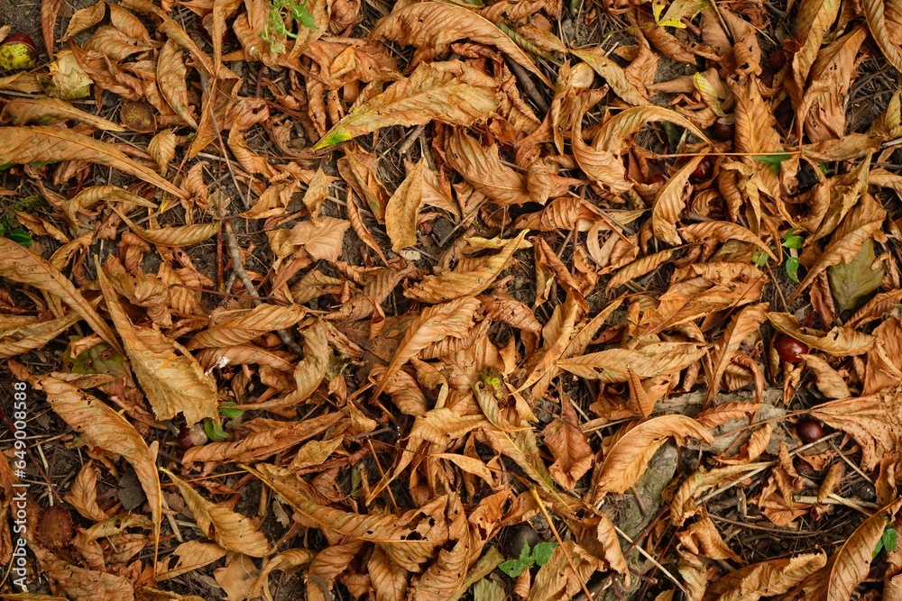 Yellow autumn leaves lie on the ground Yellow autumn leaves lie on the ground
