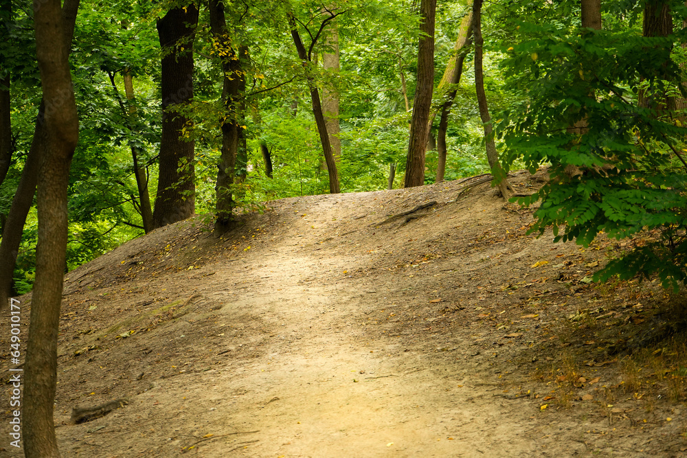 Fototapeta premium A trodden path in a green forest