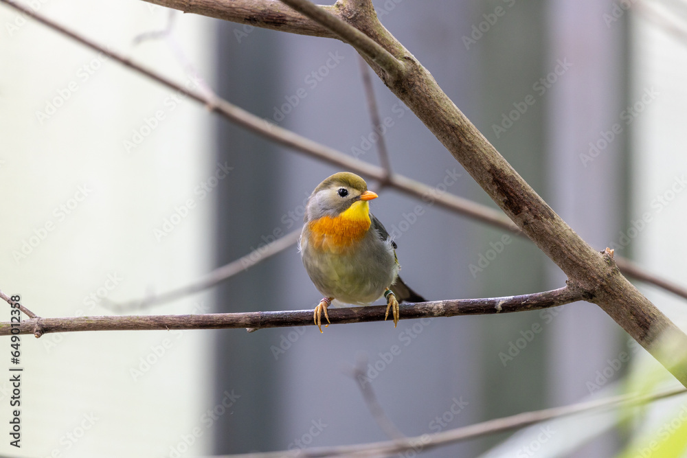 Red-billed Leiothrix (Leiothrix lutea) in the Himalayas Red-billed Leiothrix (Leiothrix lutea) in the Himalayas