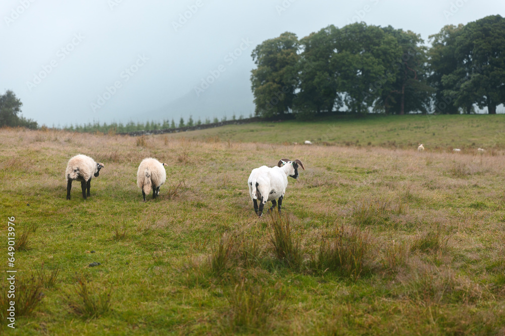 Along the West Highland Way