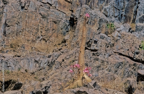 Adenium obesum Socotranum Socotra Yemen